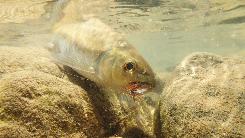 ตกปลา, วิจัยปลา, ปลาพลวง, ปลากินเหยื่อ